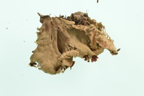 Dog-Lichen